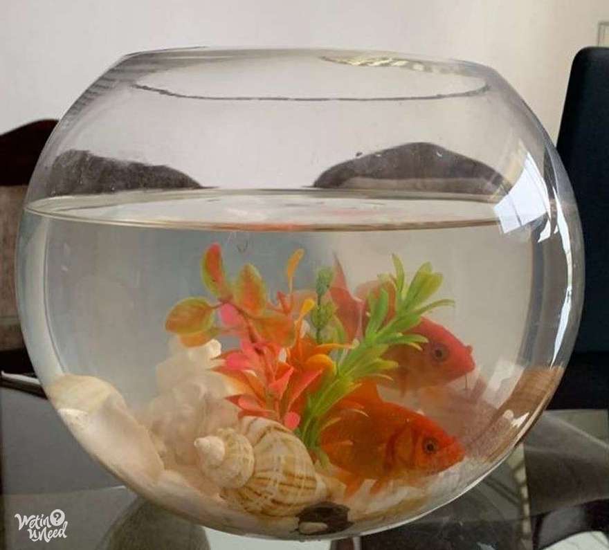 Aquarium fish bowl Aquarium Hub Wetinuneed